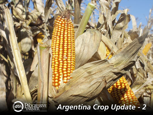 Great-looking corn in Maria Teresa, Santa Fe province, in Argentina. Farmers registered record yields from the 2014-15 crop; however, the margins were extremely tight. (DTN photo by Alastair Stewart)